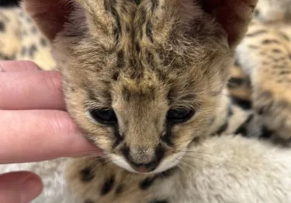 Ogłoszenie - Miot kociąt Savannah Serval i Caracal - Wawer - 1,00 zł
