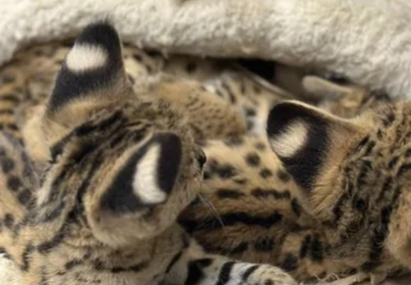 Ogłoszenie - Miot kociąt Savannah Serval i Caracal - Wawer - 1,00 zł