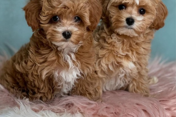 Ogłoszenie - szczenięta maltipoo na sprzedaż - Chorzów - 3 500,00 zł