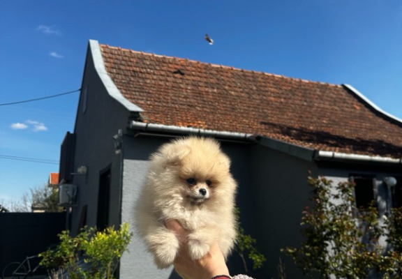 Ogłoszenie - Pomeranian Spitz Szczenięta