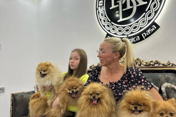 Ogłoszenie - Pomeranian Spitz Szczenięta