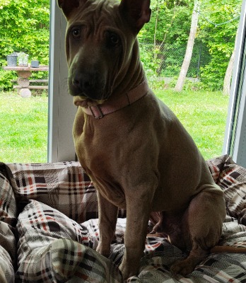 Ogłoszenie - Thai Ridgeback Dog- Dog Thajski - Tarnów - 3 000,00 zł