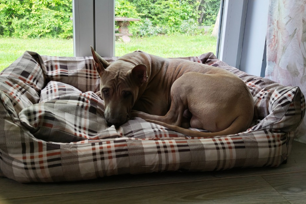 Ogłoszenie - Thai Ridgeback Dog- Dog Thajski - Tarnów - 3 000,00 zł