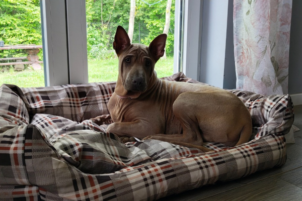 Ogłoszenie - Thai Ridgeback Dog- Dog Thajski - Tarnów - 3 000,00 zł