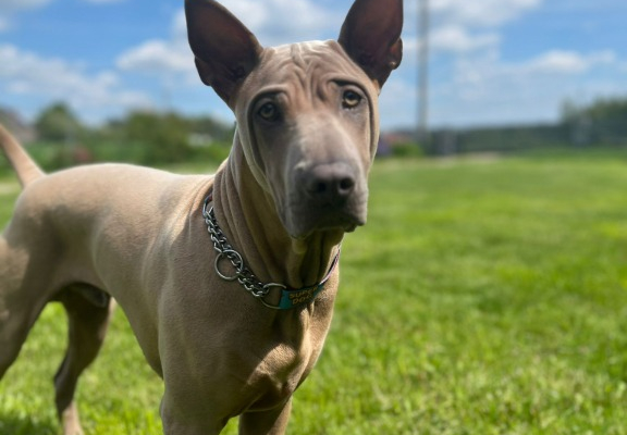 Ogłoszenie - Thai Ridgeback Dog- Dog Thajski - Tarnów - 3 000,00 zł