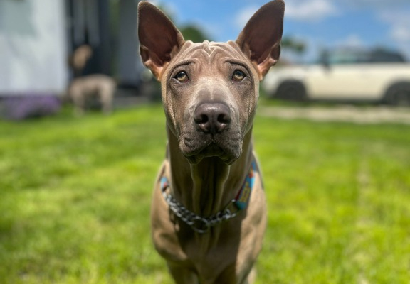Ogłoszenie - Thai Ridgeback Dog- Dog Thajski - Tarnów - 3 000,00 zł