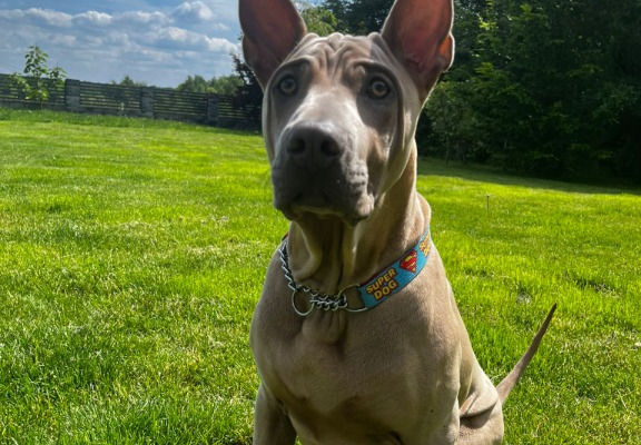 Ogłoszenie - Thai Ridgeback Dog- Dog Thajski - Tarnów - 3 000,00 zł