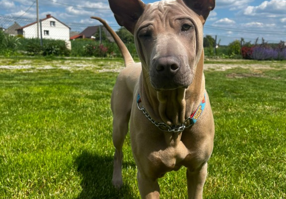 Ogłoszenie - Thai Ridgeback Dog- Dog Thajski - Tarnów - 3 000,00 zł
