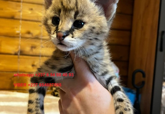 Ogłoszenie - Urocze kocięta Savannah F1 i F2 są dostępne WhatsApp....+237654084093 - Darłowo - 3 000,00 zł