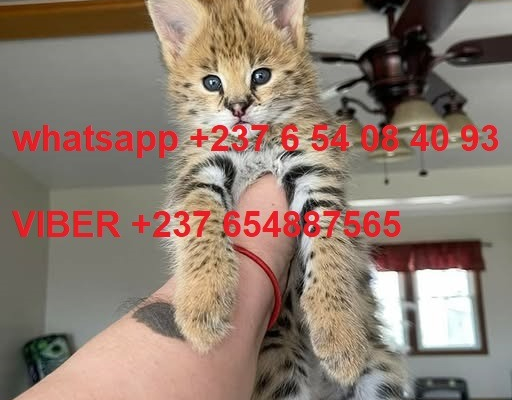 Ogłoszenie - Urocze kocięta Savannah F1 i F2 są dostępne WhatsApp....+237654084093 - Darłowo - 3 000,00 zł