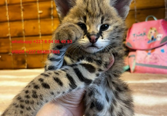 Ogłoszenie - Urocze kocięta Savannah F1 i F2 są dostępne WhatsApp....+237654084093 - Darłowo - 3 000,00 zł