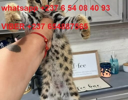 Ogłoszenie - Urocze kocięta Savannah F1 i F2 są dostępne WhatsApp....+237654084093 - Darłowo - 3 000,00 zł
