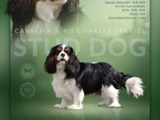 Ogłoszenie - Szczeniaki pieski Cavalier King Charles Spaniel ZKwP FCI - Częstochowa - 6 500,00 zł