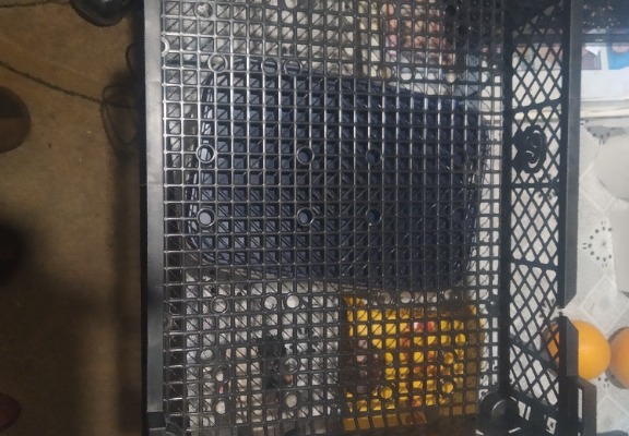 Ogłoszenie - Skrzynki plastikowe na pieczarki - Gdańsk - 1,00 zł