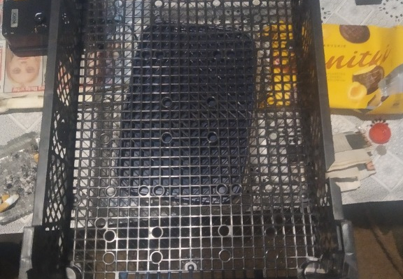 Ogłoszenie - Skrzynki plastikowe na pieczarki - Gdańsk - 1,00 zł