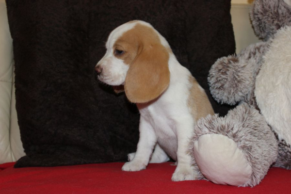 Ogłoszenie - Szczeniaczek Beagle piesek po Championie Polski ZKwP - Częstochowa - 2 500,00 zł