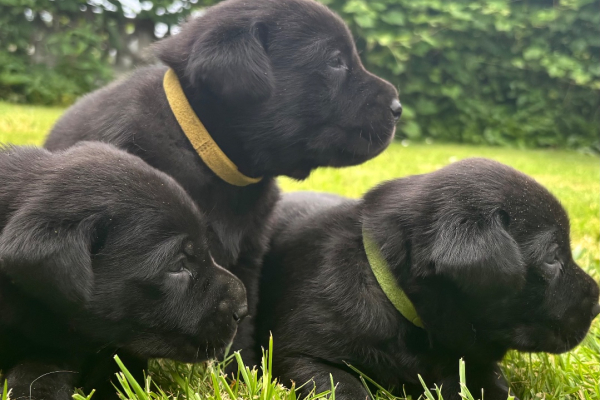 Ogłoszenie - Szczeniak labrador - Śląskie - 1 100,00 zł