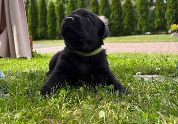 Ogłoszenie - Szczeniak labrador - Śląskie - 1 100,00 zł