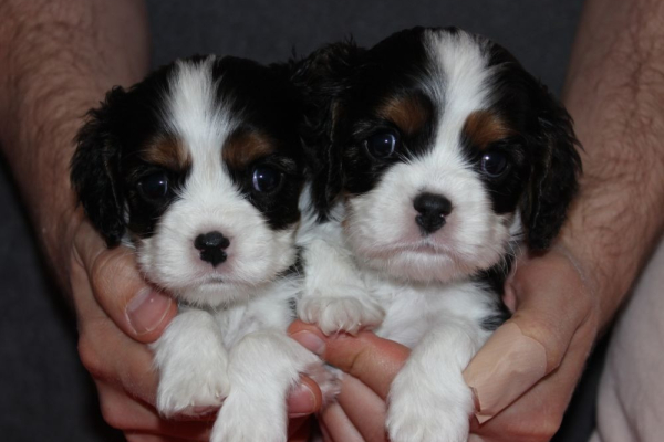 Ogłoszenie - Szczeniaki pieski Cavalier King Charles Spaniel ZKwP FCI - Częstochowa - 6 500,00 zł