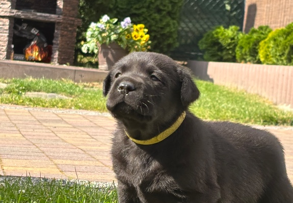 Ogłoszenie - Szczeniak labrador - Śląskie - 1 100,00 zł