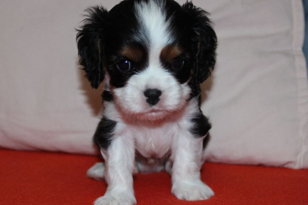 Ogłoszenie - Szczeniaki pieski Cavalier King Charles Spaniel ZKwP FCI - Częstochowa - 6 500,00 zł