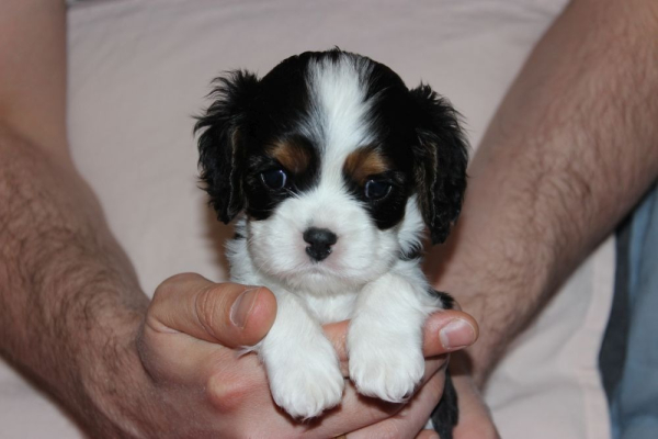 Ogłoszenie - Szczeniaki pieski Cavalier King Charles Spaniel ZKwP FCI - Częstochowa - 6 500,00 zł