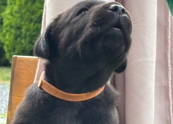 Ogłoszenie - Szczeniak labrador - Śląskie - 1 100,00 zł