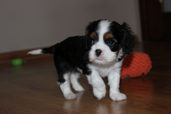 Ogłoszenie - Szczeniaki pieski Cavalier King Charles Spaniel ZKwP FCI - Częstochowa - 6 500,00 zł