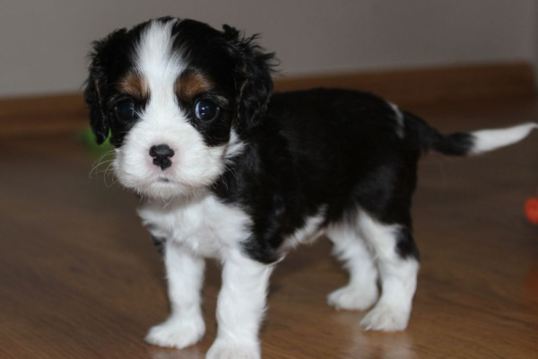 Ogłoszenie - Szczeniaki pieski Cavalier King Charles Spaniel ZKwP FCI - Częstochowa - 6 500,00 zł