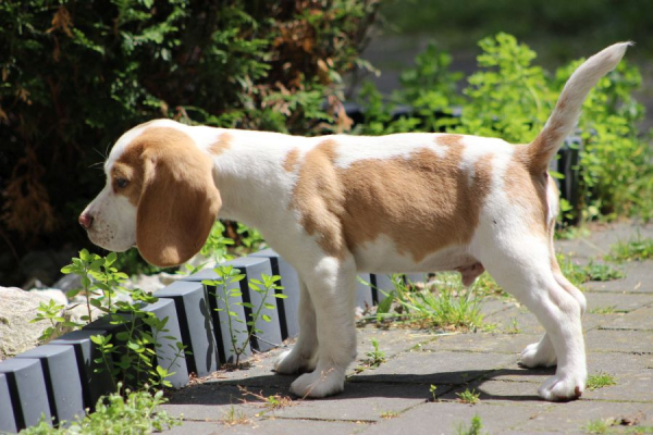 Ogłoszenie - Szczeniaczek Beagle piesek po Championie Polski ZKwP - Częstochowa - 2 500,00 zł