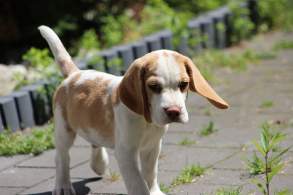 Ogłoszenie - Szczeniaczek Beagle piesek po Championie Polski ZKwP - Częstochowa - 2 500,00 zł