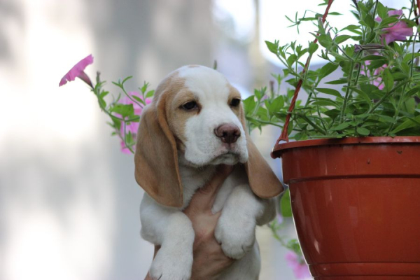 Ogłoszenie - Szczeniaczek Beagle piesek po Championie Polski ZKwP - Częstochowa - 2 500,00 zł