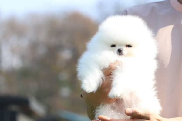 Ogłoszenie - Piękne szczenięta pomeraniana na sprzedaż. Wszystkie są zdrowe, - Łódź - 700,00 zł