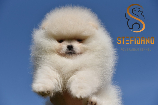 Ogłoszenie - Pomeranian Boo Szczenięta - Bielany