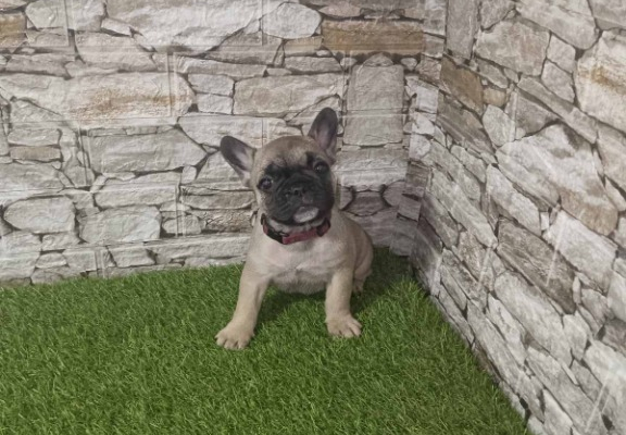 Ogłoszenie - Bulldog Francuski – Piękne Szczenięta - Wawer