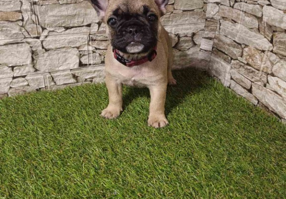 Ogłoszenie - Bulldog Francuski – Piękne Szczenięta - Wawer