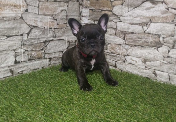 Ogłoszenie - Bulldog Francuski – Piękne Szczenięta - Wawer