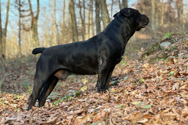 Ogłoszenie - Szczenięta mastifa południowoafrykańskiego – Boerboel - Targówek