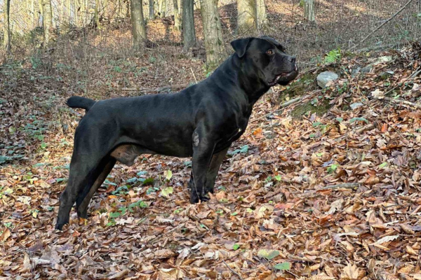 Ogłoszenie - Szczenięta mastifa południowoafrykańskiego – Boerboel - Targówek