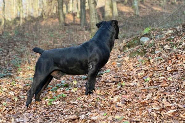Ogłoszenie - Szczenięta mastifa południowoafrykańskiego – Boerboel - Targówek