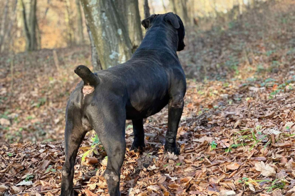 Ogłoszenie - Szczenięta mastifa południowoafrykańskiego – Boerboel - Targówek