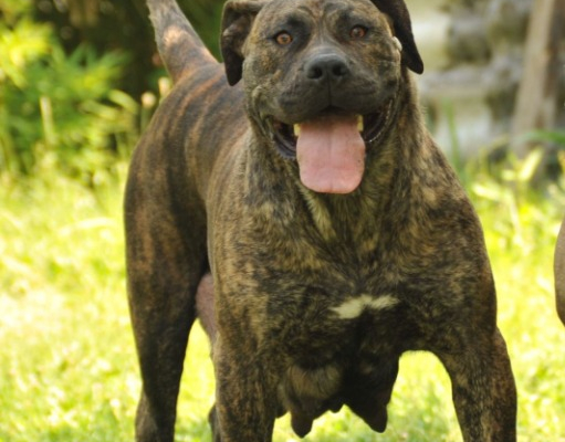 Ogłoszenie - Szczenięta mastifa południowoafrykańskiego – Boerboel - Targówek