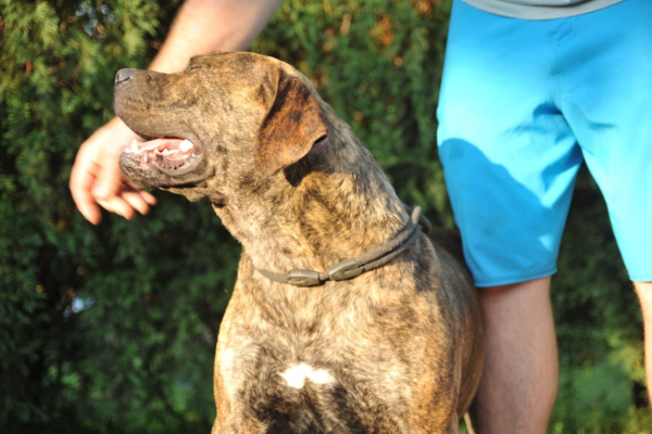 Ogłoszenie - Szczenięta mastifa południowoafrykańskiego – Boerboel - Targówek
