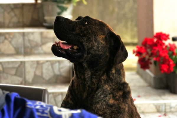 Ogłoszenie - Szczenięta mastifa południowoafrykańskiego – Boerboel - Targówek