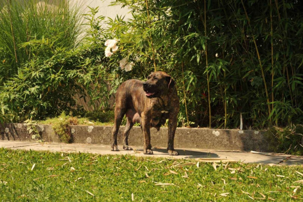Ogłoszenie - Szczenięta mastifa południowoafrykańskiego – Boerboel - Targówek
