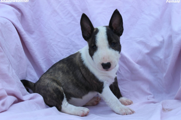 Ogłoszenie - Mini Bull Terrier – Piękne szczenięta - Wawer