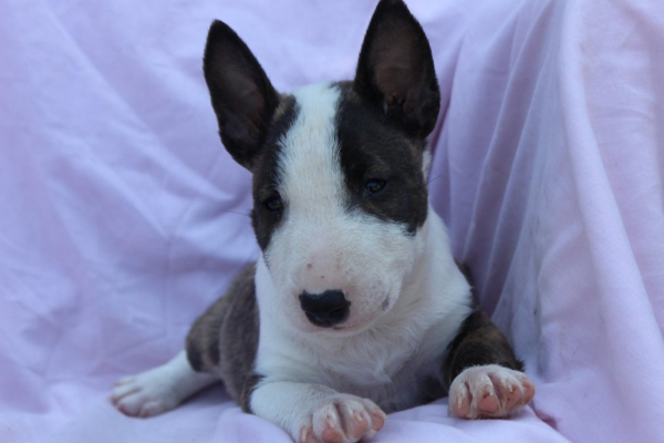Ogłoszenie - Mini Bull Terrier – Piękne szczenięta - Wawer