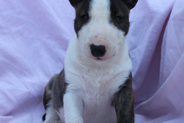 Ogłoszenie - Mini Bull Terrier – Piękne szczenięta - Wawer
