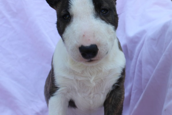 Ogłoszenie - Mini Bull Terrier – Piękne szczenięta - Wawer