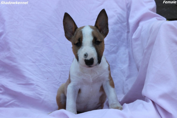 Ogłoszenie - Mini Bull Terrier – Piękne szczenięta - Wawer